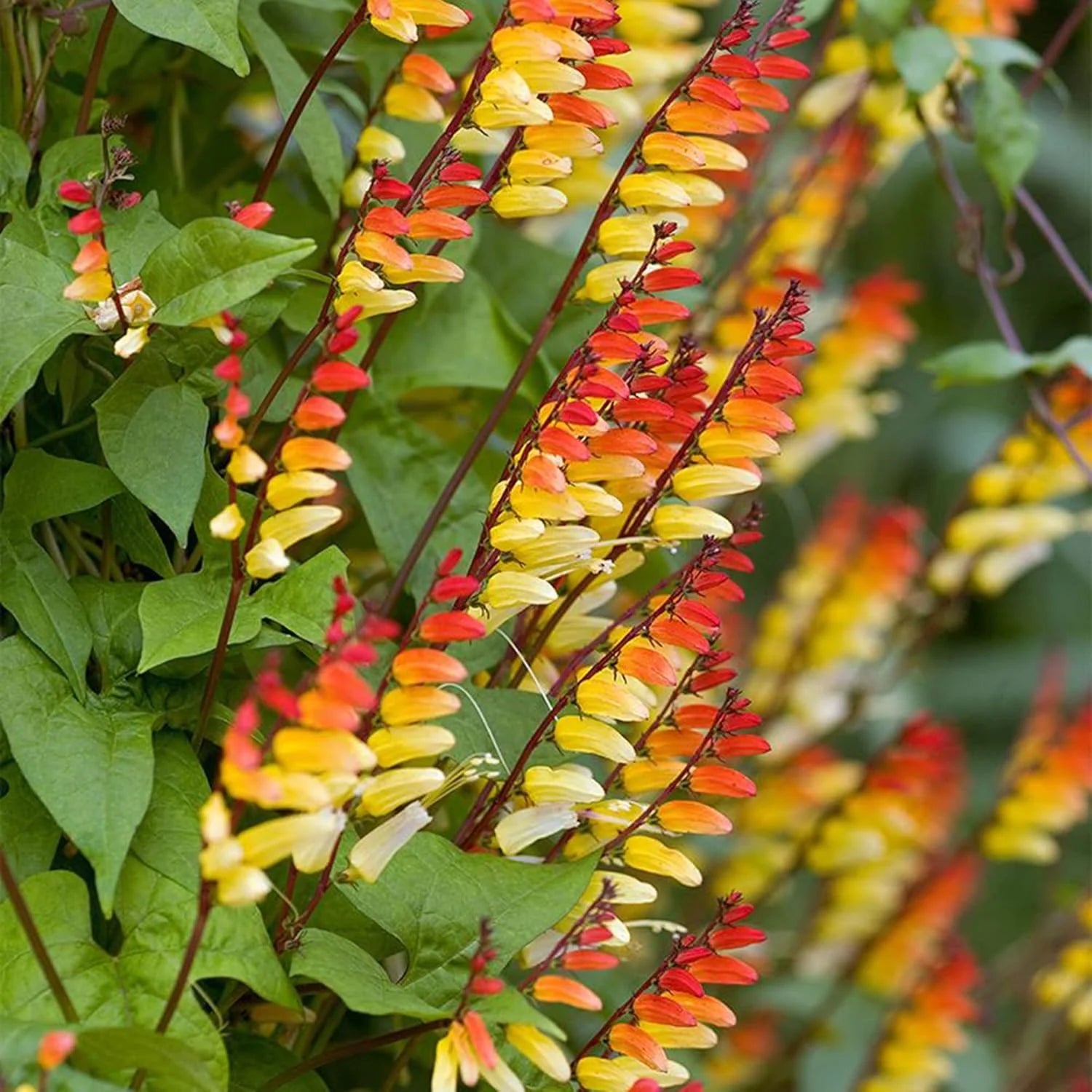 Mina Lobata Flower seeds for Planting Bright Blooms Heirloom & GMO Free Seeds for Home Garden