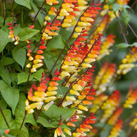 Mina Lobata Flower seeds for Planting Bright Blooms Heirloom & GMO Free Seeds for Home Garden