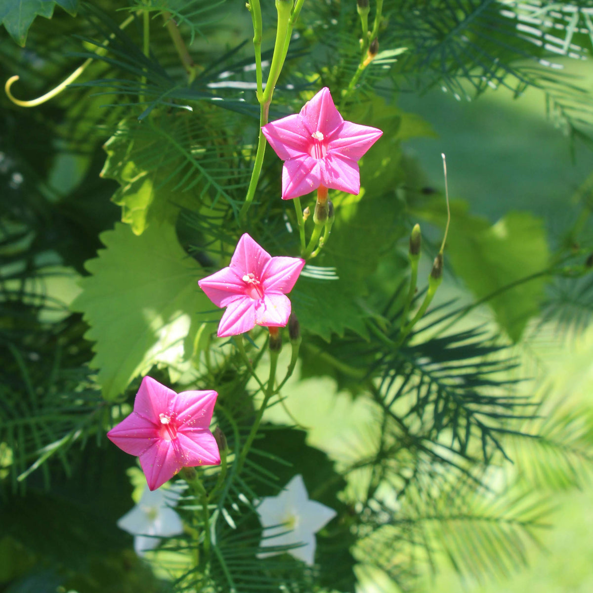 Annual (Annual Rose) seeds for planting in home garden