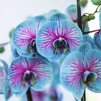 Blue Pink Butterfly Orchid Flower seeds for Planting - Shade Tolerant, Heirloom & GMO Free Seeds for Home Garden
