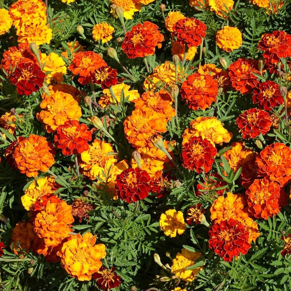 Patula Flower seeds for Planting Long Bloom Season Heirloom & GMO Free Seeds for Home Garden