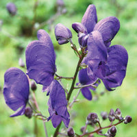 Aconite Flower seeds for Planting - Long Bloom Season, Heirloom & GMO Free Seeds for Home Garden