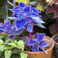 Deep Blue Coleus Flower seeds for Planting Garden Favorite Heirloom & GMO Free Seeds for Home Garden 
 
 Sale