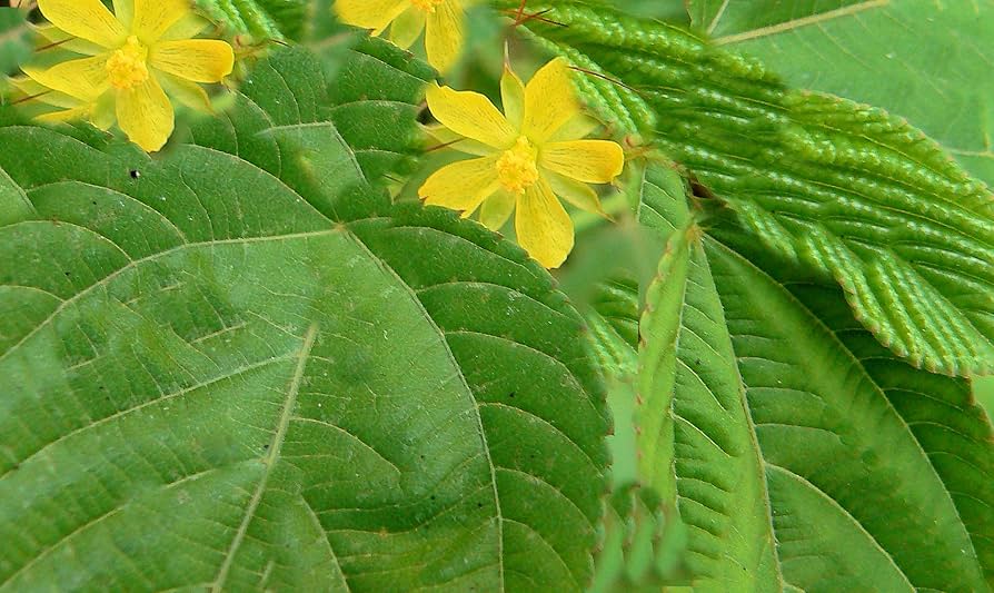 Corchorus Flower seeds for Planting - Seasonal Bloomer, Heirloom & GMO Free Seeds for Home Garden