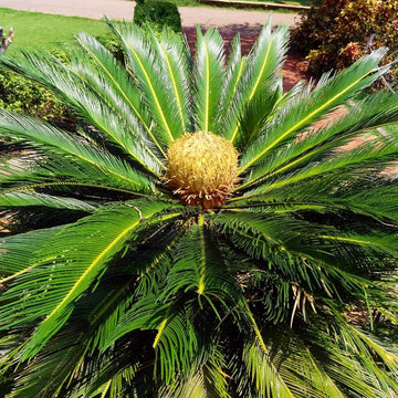 Green Cycads Flower seeds for Planting - Colorful Display, Heirloom & GMO Free Seeds for Home Garden