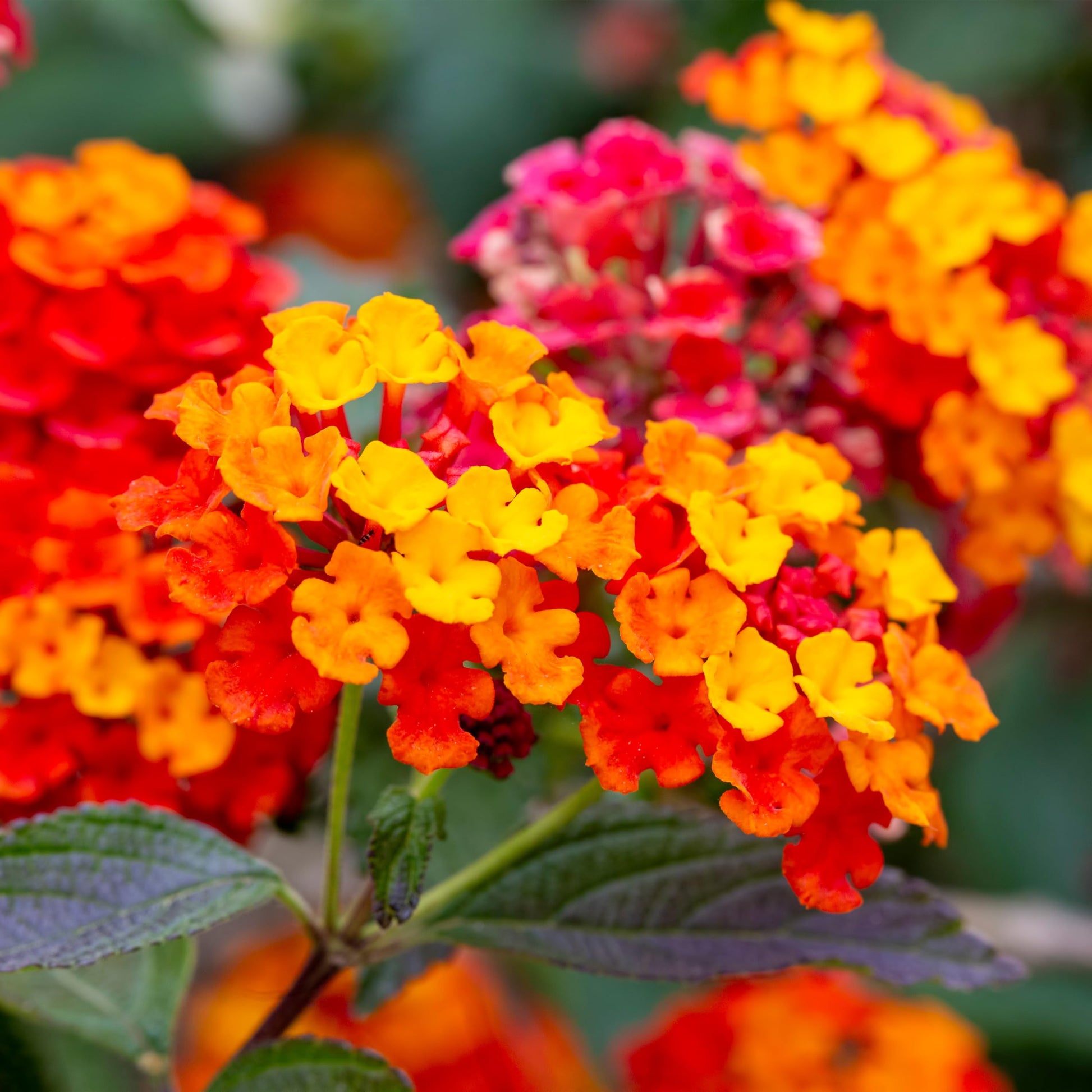 Orange Red Lantana Flower seeds for Planting - Pollinator Friendly, Heirloom & GMO Free Seeds for Home Garden