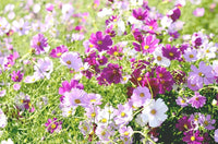 Crazy Mix Cosmos Flower seeds for Planting - Perfect for Borders, Heirloom & GMO Free Seeds for Home Garden