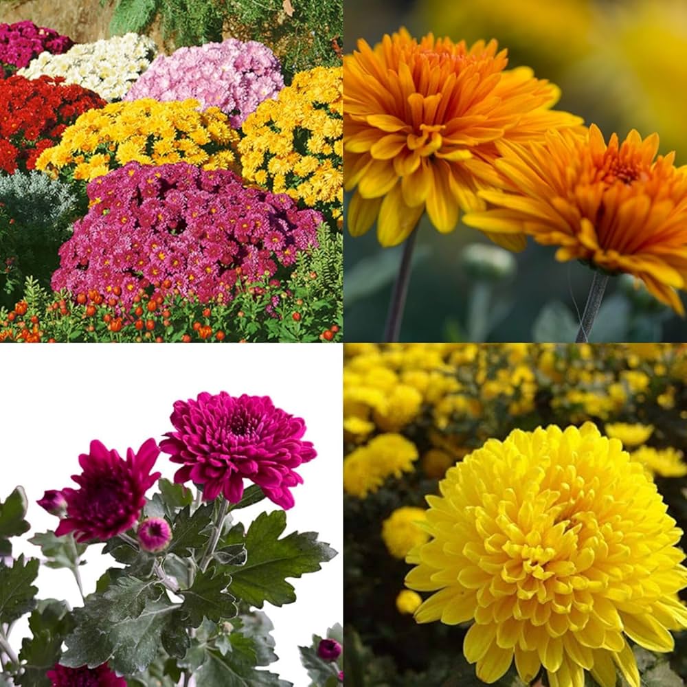 Chrysanthemum Flower seeds for Planting Garden Favorite Heirloom & GMO Free Seeds for Home Garden