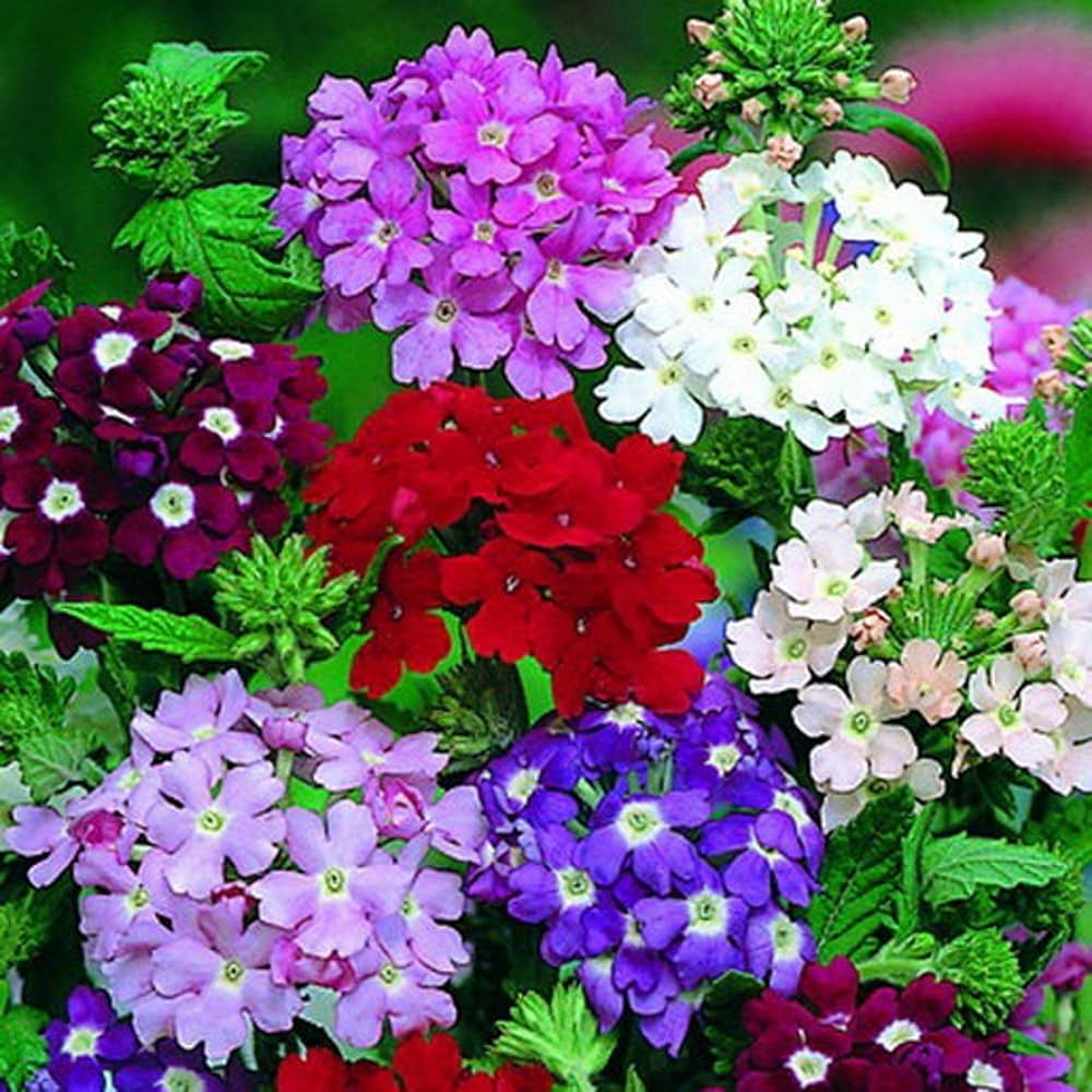 Heirloom Trailing Verbena Flower seeds for Planting Seasonal Bloomer Heirloom & GMO Free Seeds for Home Garden