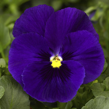 Deepblue Pansy Flower seeds for Planting - Fragrant Blossoms, Heirloom & GMO Free Seeds for Home Garden
 
 Sale seeds for home garden