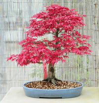 Red Bonsai Flower Seeds for Planting