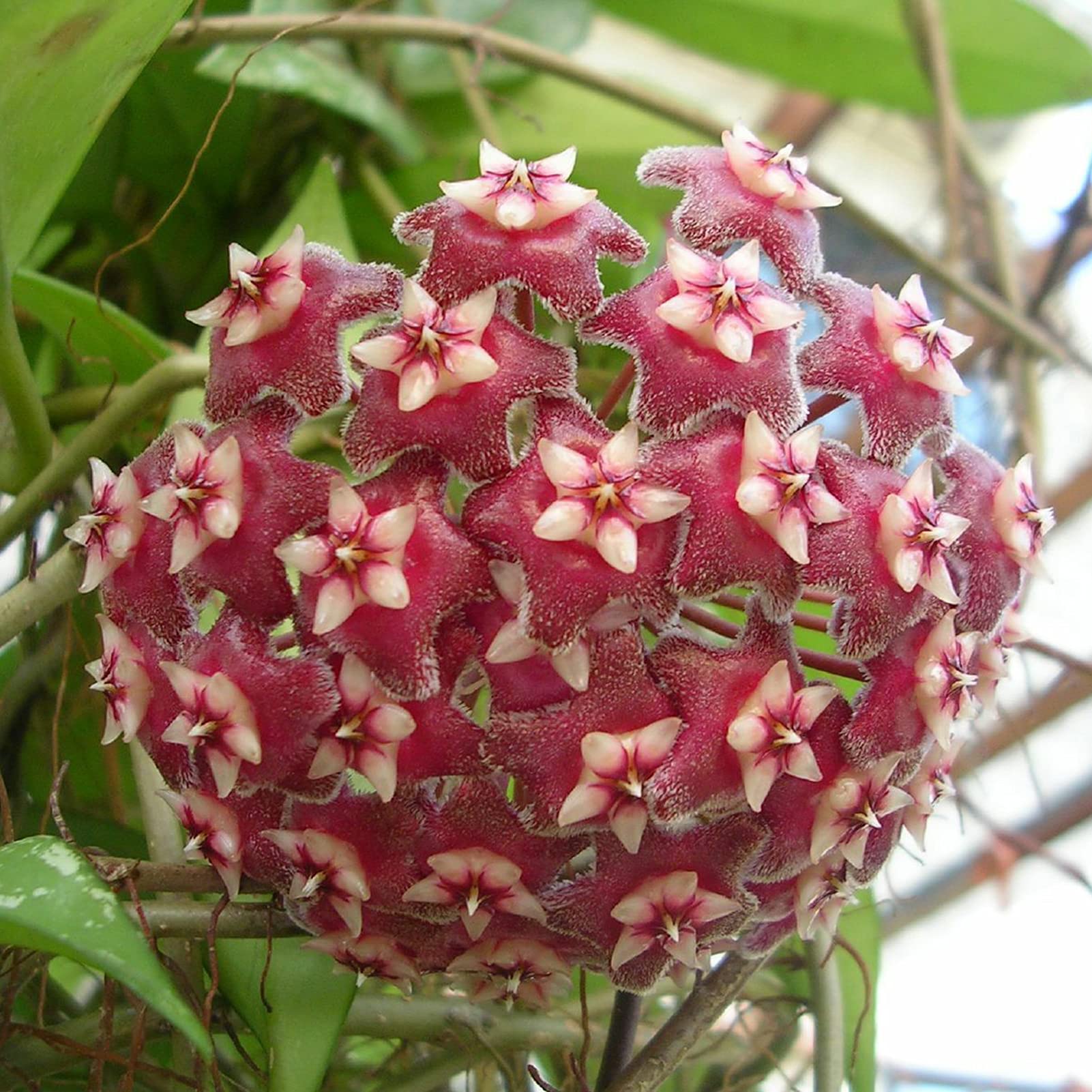 Red Hoya Ball Flower seeds for Planting - Long Bloom Season, Heirloom & GMO Free Seeds for Home Garden