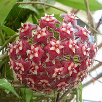 Red Hoya Ball Flower seeds for Planting - Long Bloom Season, Heirloom & GMO Free Seeds for Home Garden