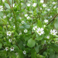 Chickweed Flower Planting Seeds  Perfect for Easy Gardening
