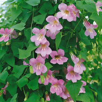 Pink Asarina Flower seeds for Planting - Bright Blooms, Heirloom & GMO Free Seeds for Home Garden