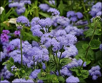 Navy Blue Maidenhair Flower Seeds for Planting Garden Favorite Heirloom & GMO Free Seeds for Home Garden
 
 Sale
