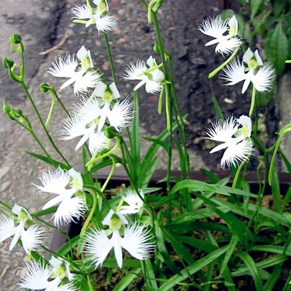 White Egret Flower seeds for Planting Vibrant Colors Heirloom & GMO Free Seeds for Home Garden
 
 Sale