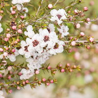Leptospermum Scoparium Flower seeds for Planting Hardy Variety Heirloom & GMO Free Seeds for Home Garden 
 
 Sale
