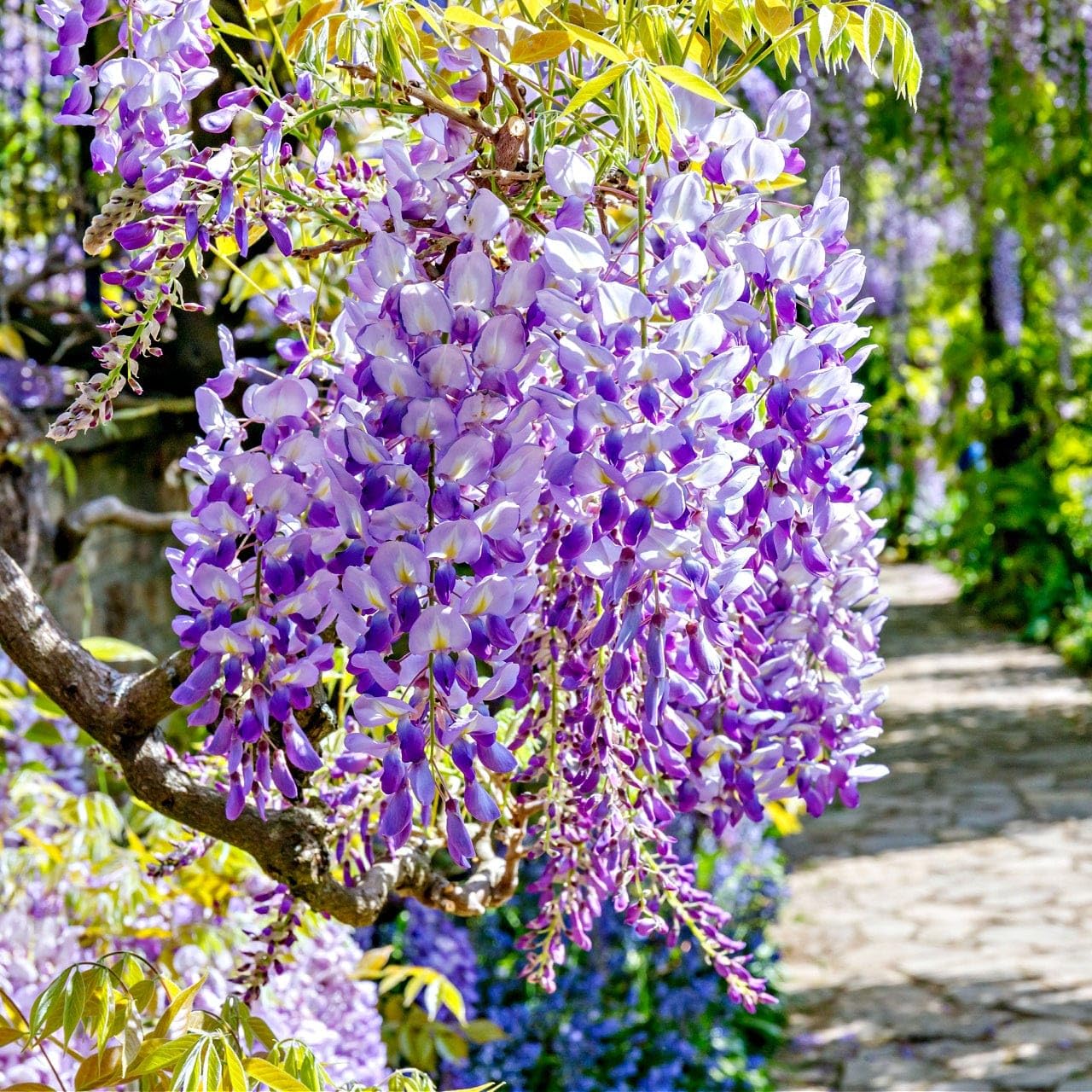 Wisteria Flower seeds for Planting Compact Growth Heirloom & GMO Free Seeds for Home Garden
