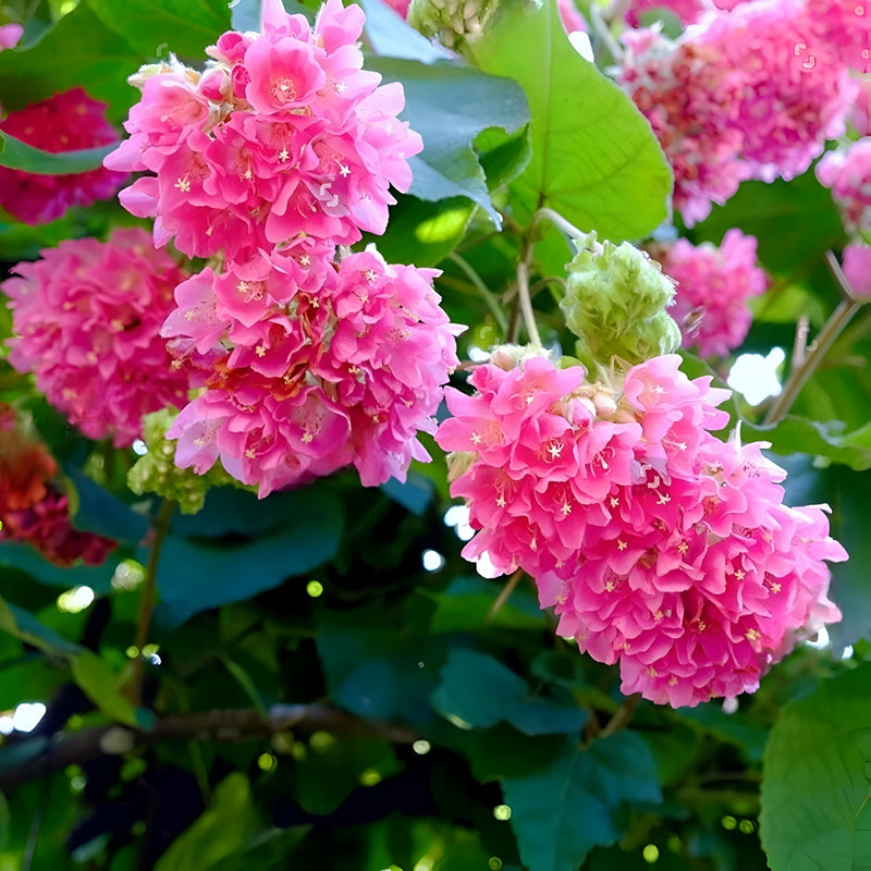 Dombeya Pink Flower Seeds for Planting - Vibrant Blooms for Your Garden