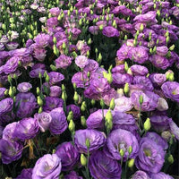 Eustoma Perennial Flowering Plants, Potted Lisianthus Seeds