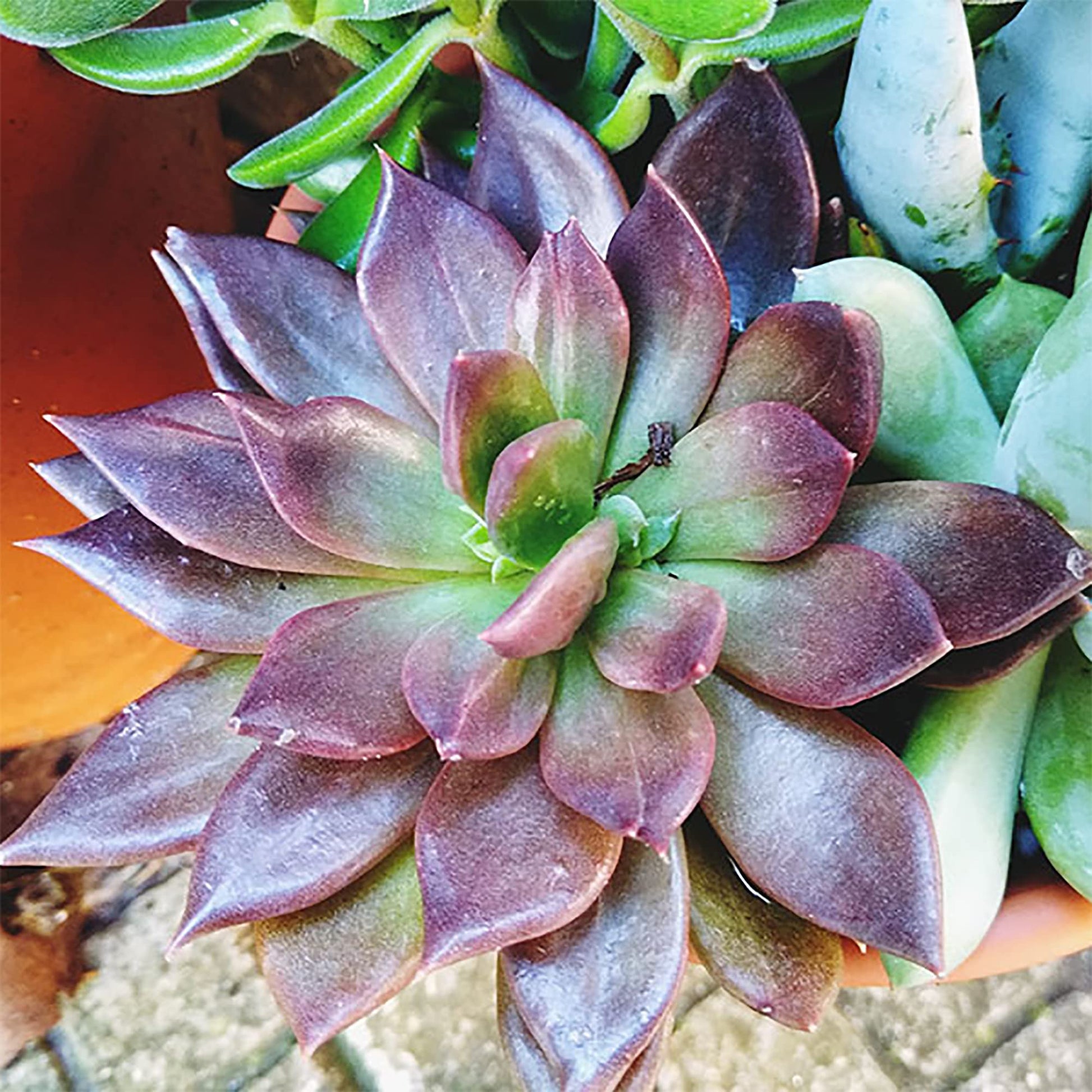 Mixed Echeveria Flower seeds for Planting Easy to Grow Heirloom & GMO Free Seeds for Home Garden 
 
 Sale