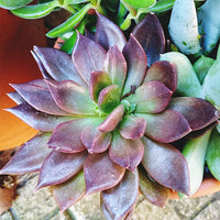 Mixed Echeveria Flower seeds for Planting Easy to Grow Heirloom & GMO Free Seeds for Home Garden 
 
 Sale