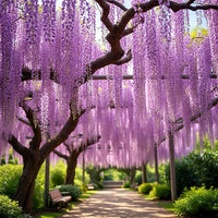 Wisteria Tree Seeds Mixed for Planting  Seed for Gorgeous Blooms and Lush Growth in Your Garden