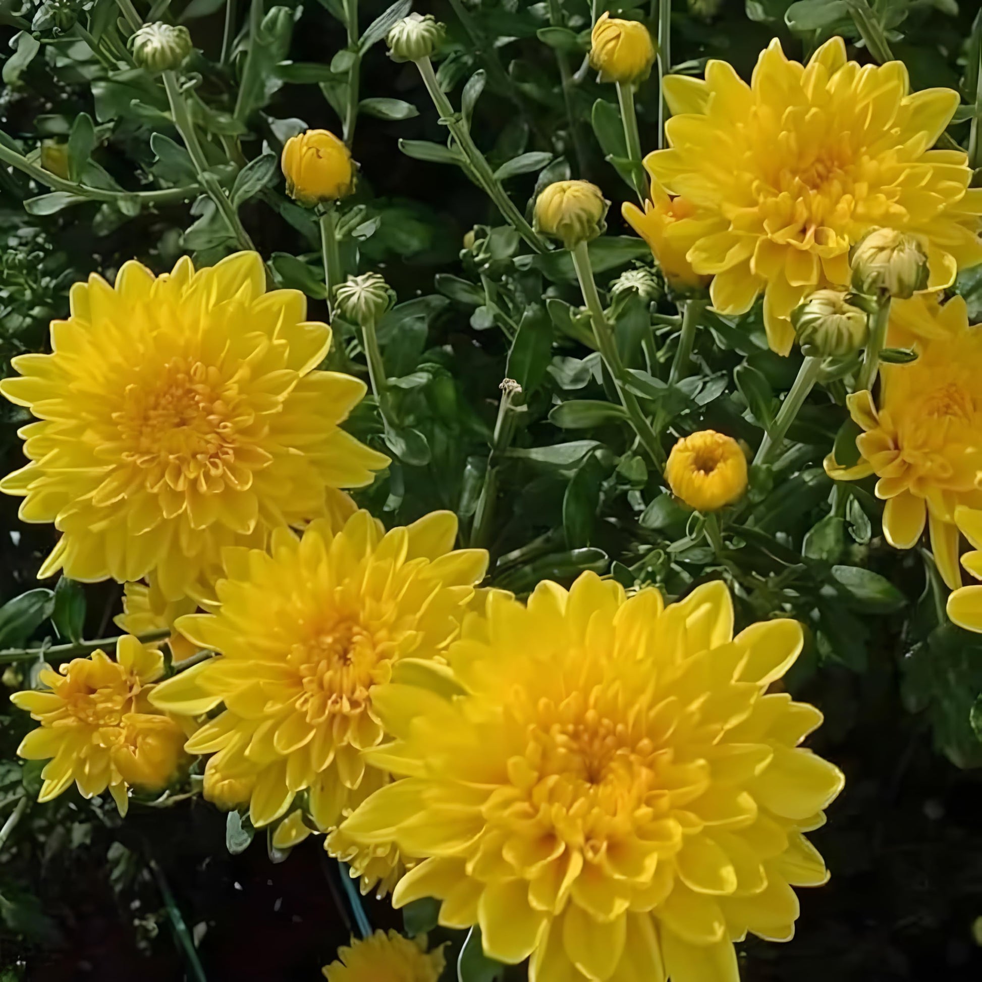 Mums Flower seeds for Planting Perfect for Borders Heirloom & GMO Free Seeds for Home Garden