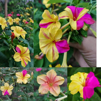 Mixed Mirabilis Flower Seeds for Planting Cut Flower Favorite Heirloom & GMO Free Seeds for Home Garden
 
 Sale