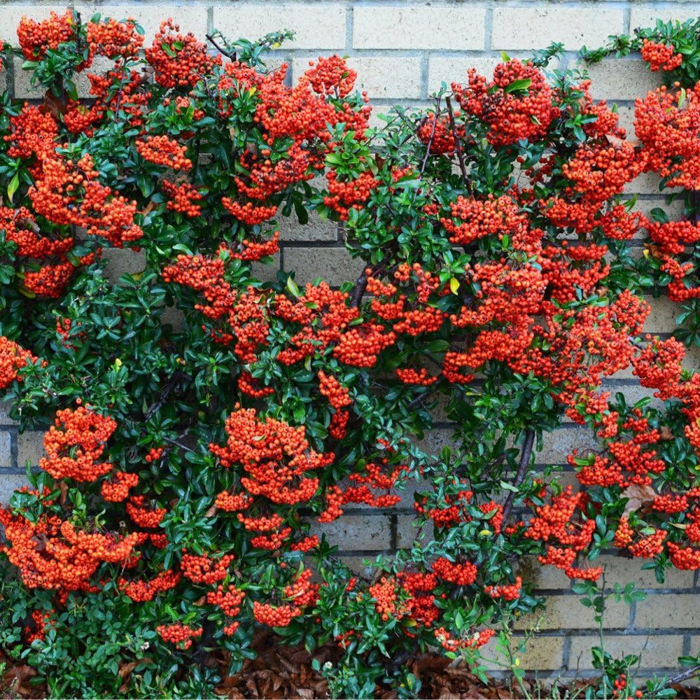 Red Firethorn Flower seeds for Planting Colorful Display Heirloom & GMO Free Seeds for Home Garden 
 
 Sale