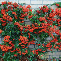 Red Firethorn Flower seeds for Planting Colorful Display Heirloom & GMO Free Seeds for Home Garden 
 
 Sale