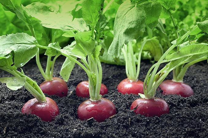 Easter Egg Radish Seeds - Colorful Planting For Vibrant Harvests Vegetable Seeds