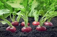 Easter Egg Radish Seeds - Colorful Planting For Vibrant Harvests Vegetable Seeds