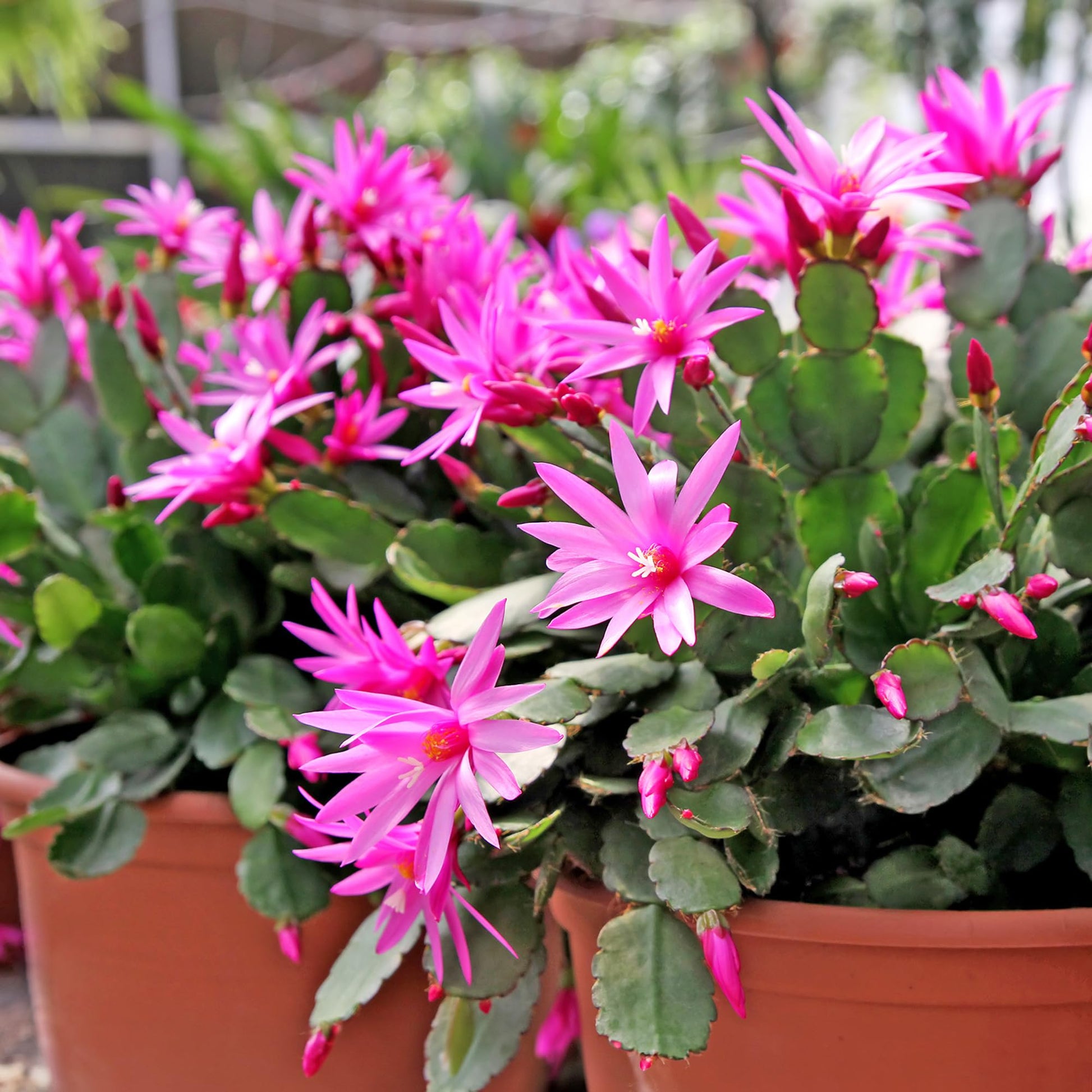 White Pink Zygocactus Flower seeds for Planting - Seasonal Bloomer, Heirloom & GMO Free Seeds for Home Garden