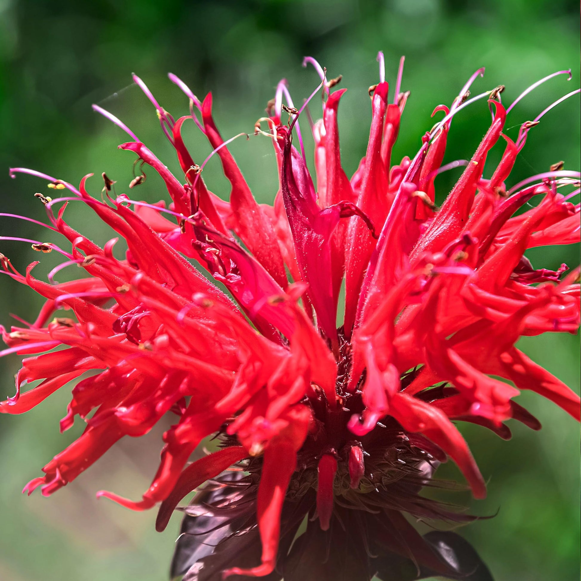 Red Monarda Didyma Flower seeds for Planting Premium Quality Heirloom & GMO Free Seeds for Home Garden 
 
 Sale