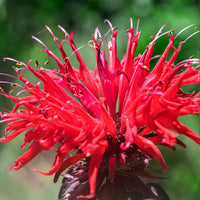 Red Monarda Didyma Flower seeds for Planting Premium Quality Heirloom & GMO Free Seeds for Home Garden 
 
 Sale