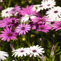 Osteospermum Flower seeds for Planting - Vibrant Colors, Heirloom & GMO Free Seeds for Home Garden