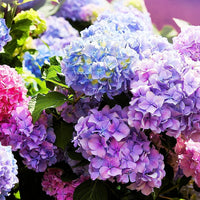 Mixed Hydrangea Flower seeds for Planting - Hardy Variety, Heirloom & GMO Free Seeds for Home Garden