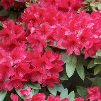 Azalea Rhododendron spp Flower Seeds for Planting in Flower Bed