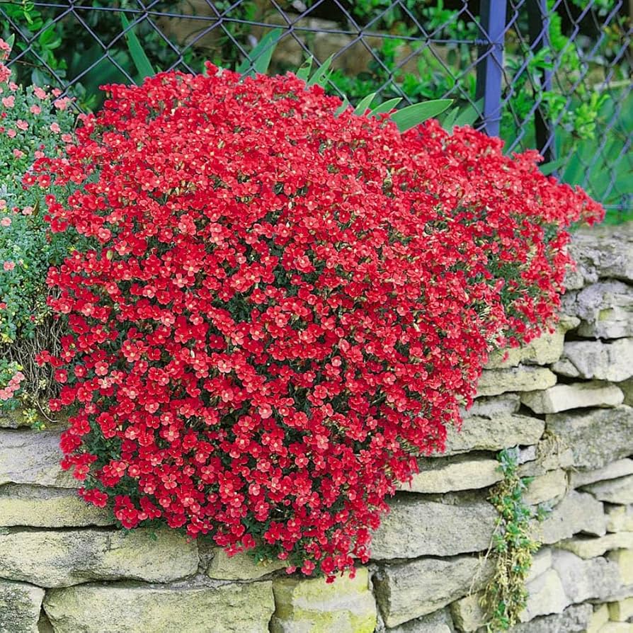 Red Cascade Flower Seeds for Planting Shade Tolerant Heirloom & GMO Free Seeds for Home Garden
 
 Sale