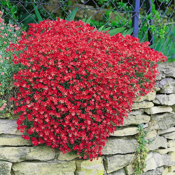 Red Cascade Flower Seeds for Planting Shade Tolerant Heirloom & GMO Free Seeds for Home Garden
 
 Sale
