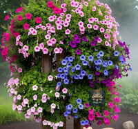 Climbing Petunia Petunia spp. Seeds for Planting in Vertical Garden