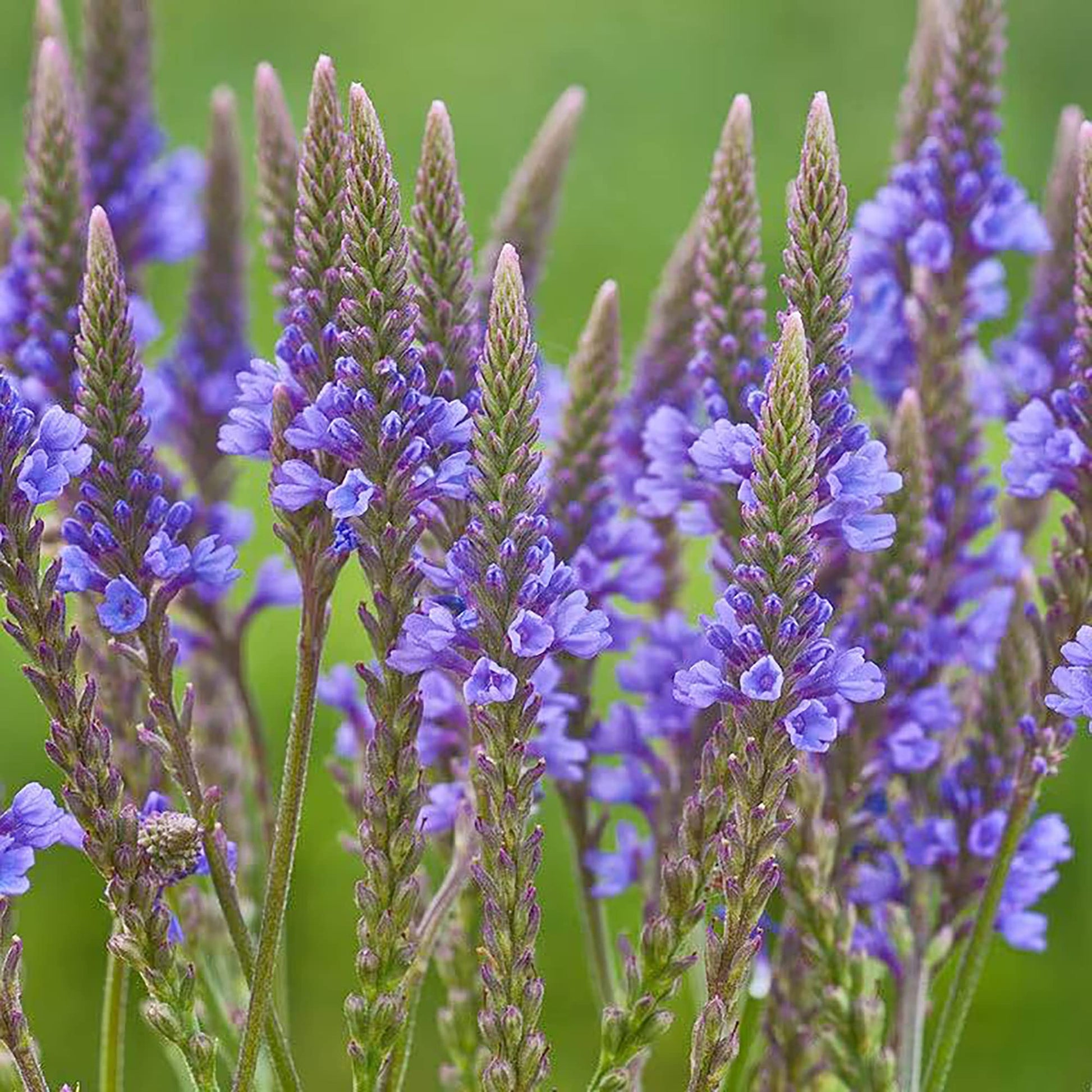 Blue Vervain Verbena hastata Seeds for Planting native wildflower wetland garden