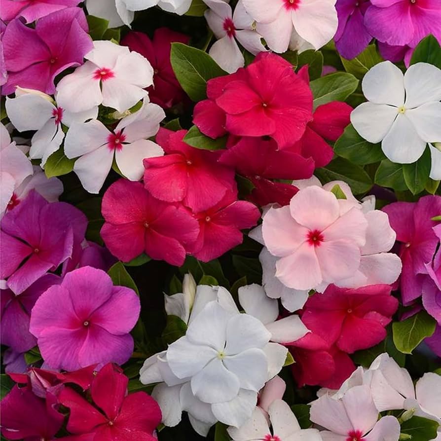 Linda Flower seeds for Planting Sun Loving Heirloom & GMO Free Seeds for Home Garden