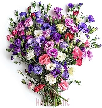 Mixed Lisianthus Sapphire Flower seeds for Planting - Seasonal Bloomer, Heirloom & GMO Free Seeds for Home Garden