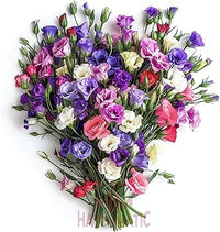 Mixed Lisianthus Sapphire Flower seeds for Planting - Seasonal Bloomer, Heirloom & GMO Free Seeds for Home Garden