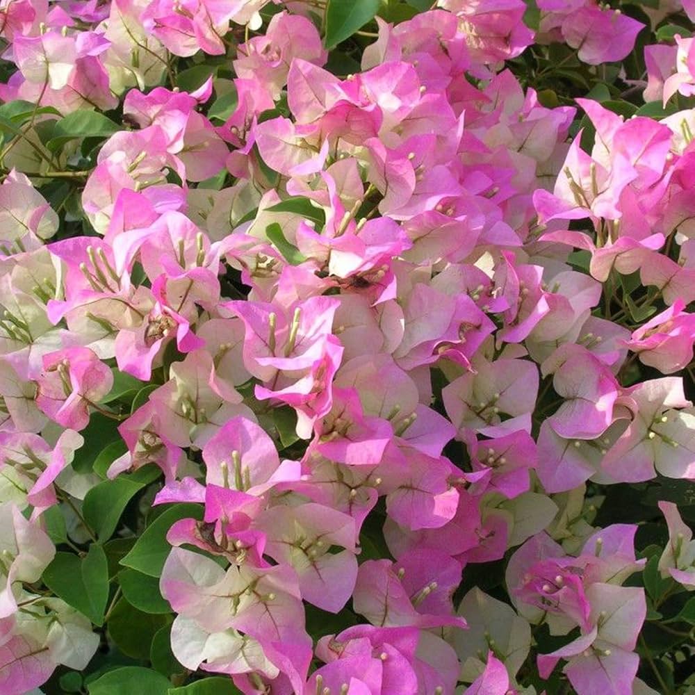 Light Pink Bougainvillea Seeds for Planting Fragrant Blossoms Heirloom & GMO Free Seeds for Home Garden
 
 Sale