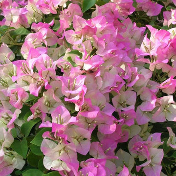 Light Pink Bougainvillea Seeds for Planting Fragrant Blossoms Heirloom & GMO Free Seeds for Home Garden
 
 Sale
