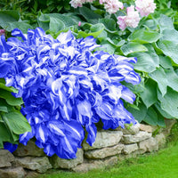 Hosta Seeds for Planting – Heirloom, Non-GMO, Perennial Shade Plant, Hosta spp. Foliage Variety